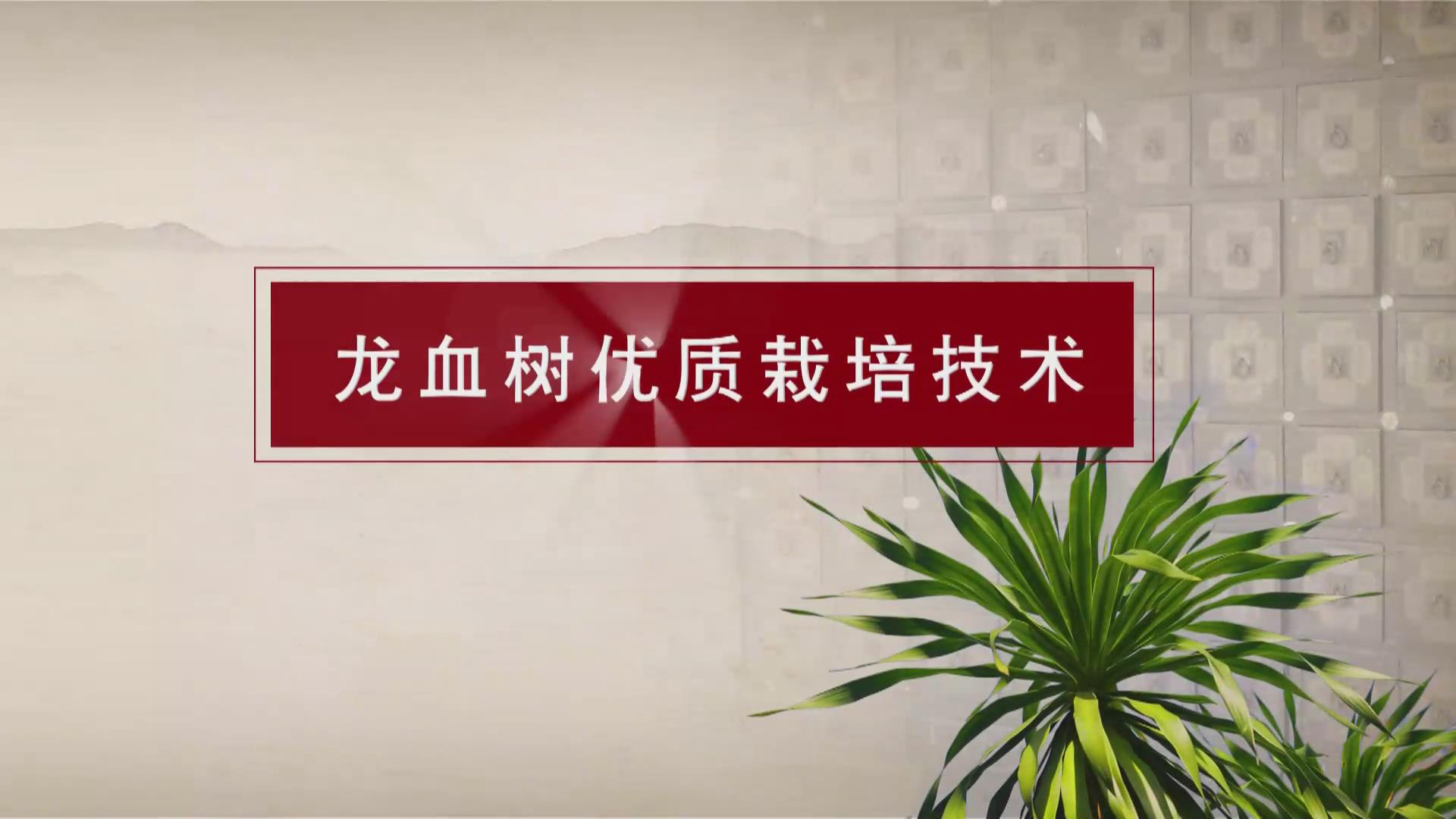 《“一带一路” 龙血树优质栽培技术》宣传片制作