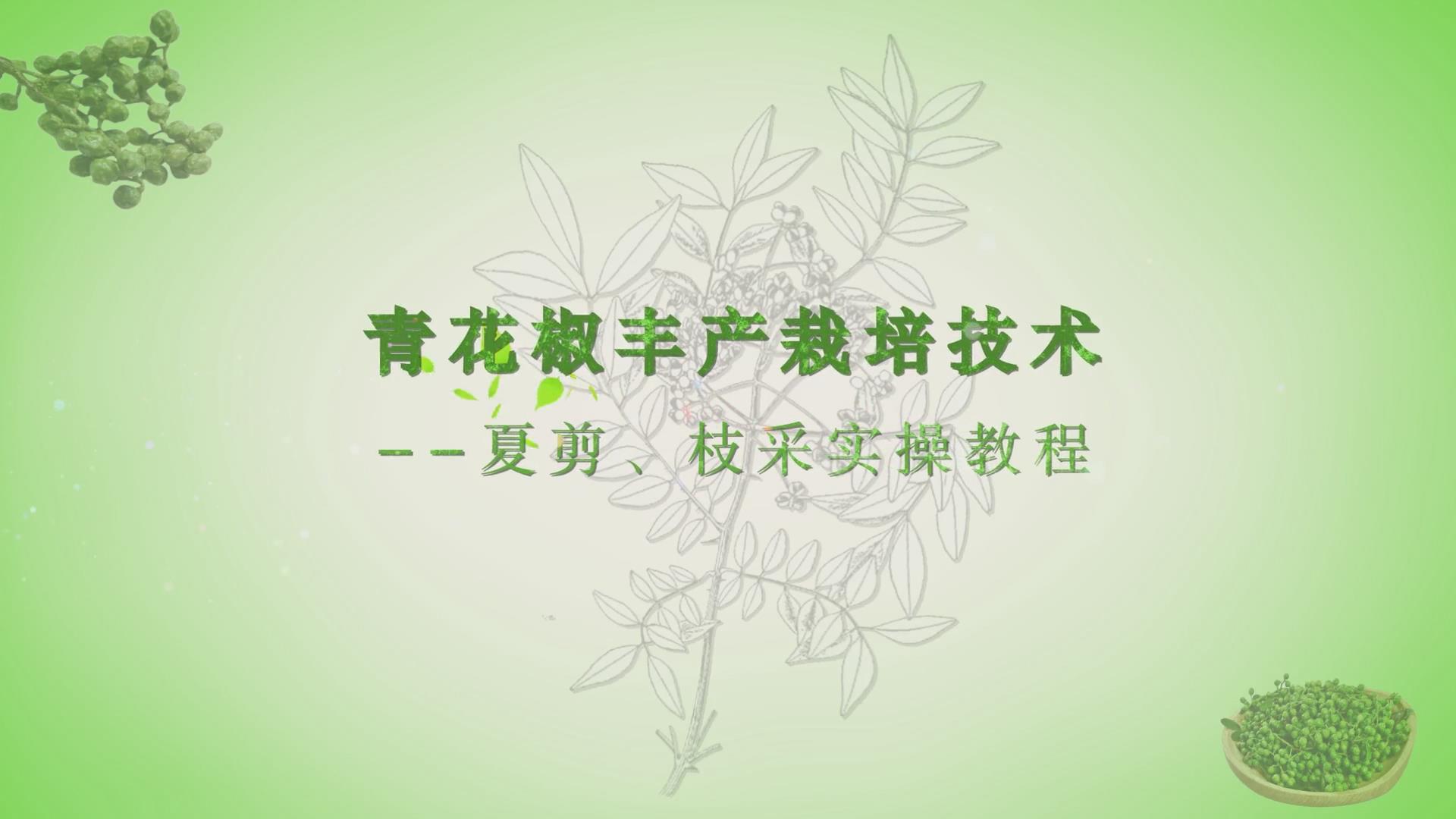 青花椒丰产栽培技术--夏剪枝实操教程