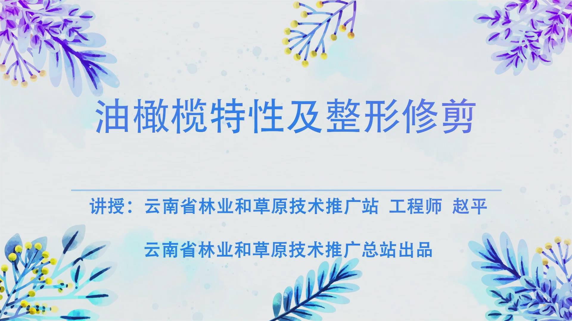 油橄榄的整形修剪（一）